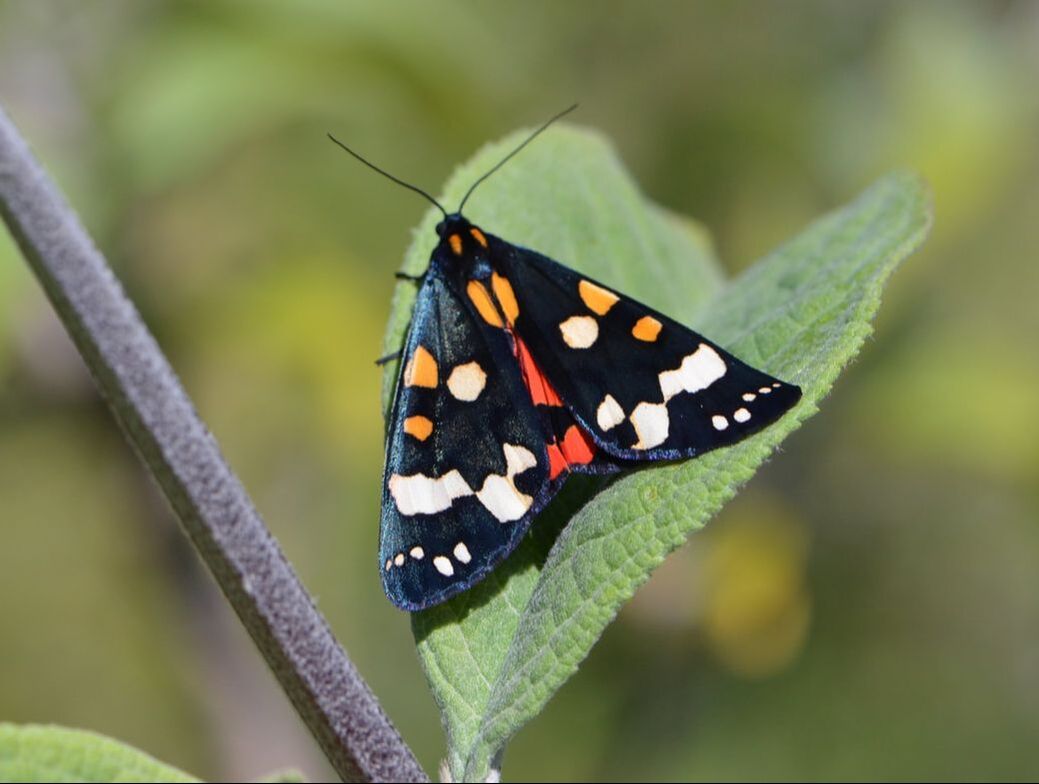 British Wildlife Quiz 42 Day Flying Moths British Nature Guide